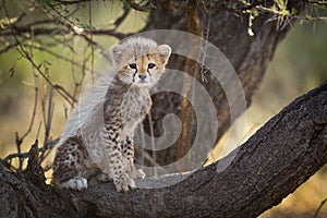 Cheetah cub in tree, Serengeti, Tanzania