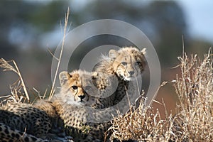 Cheetah cubs