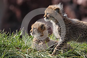 Cheetah cubs