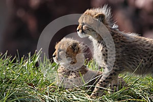Cheetah cubs photo