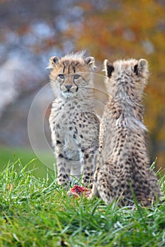 Cheetah cubs