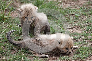 Cheetah Cubs