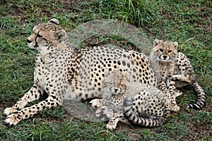 Cheetah and Cubs