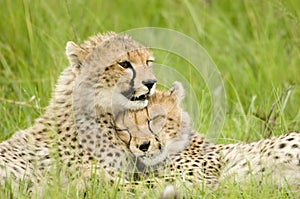 Cheetah cubs