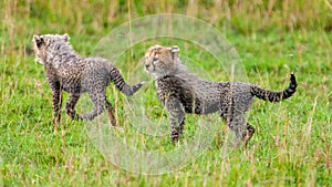 Cheetah Cubs