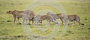 Cheetah and cubs