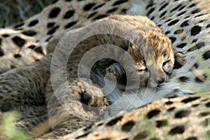 Cheetah cubs