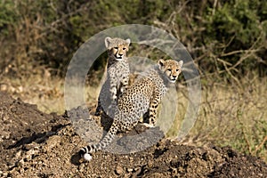 Cheetah cubs