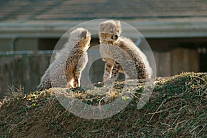 Cheetah Cubs