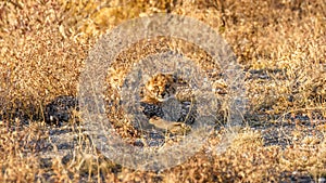 Cheetah cubs ( Acinonyx Jubatus) lying down in the golden light of dusk, Onguma Game Reserve, Namibia.