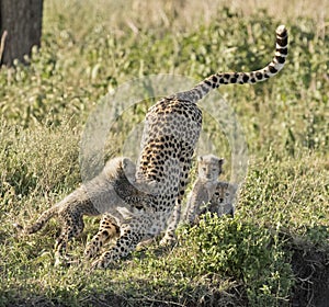 Cheetah with cubs