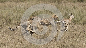 Cheetah cubs catching young antelope