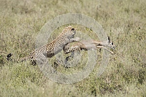 Cheetah cubs catching young antelope