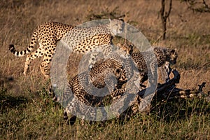 Cheetah cubs climb dead log near mother