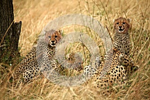 Cheetah cubs in the grass