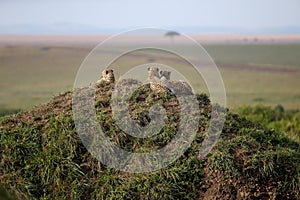 Cheetah cubs on a hill during the day