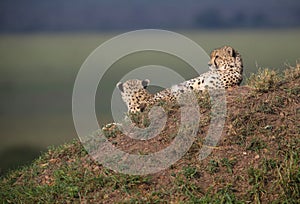 Cheetah cubs on a hill during the day