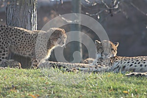 Cheetah cubs laying togehter with their family. the cheetah is known for its speed