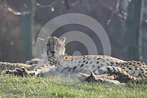 Cheetah cubs laying togehter with their family. the cheetah is known for its speed