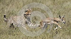 Cheetah and cubs learning to hunt.