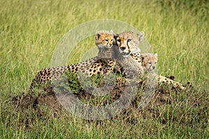 Cheetah cubs lie on mound by mother