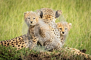 Cheetah cubs lie on mound beside mother