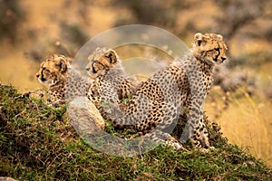 Cheetah cubs look out from rocky mound