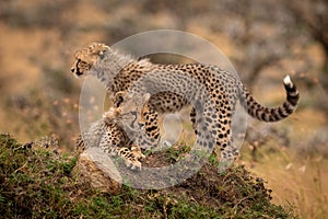 Cheetah cubs lying and standing on mound