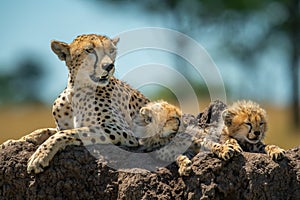 Cheetah with cubs lying on termite mound