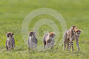 Cheetah and the cubs in Maasai Mara, Kenya, Africa