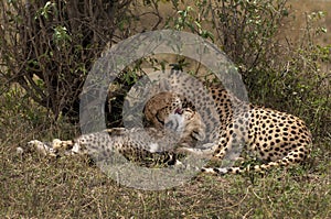 Cheetah cubs in the Masai Mara