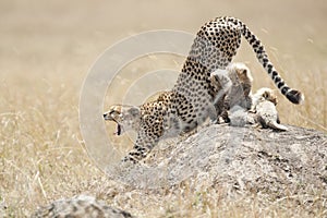 Cheetah with cubs in Masai Mara, Kenya photo