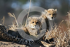 Cheetah cubs an mother