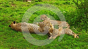 Cheetah cubs with mother