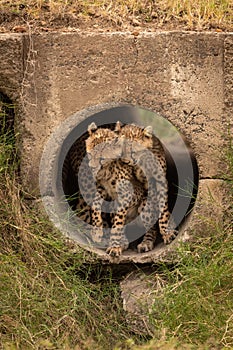 Cheetah cubs nuzzle each other in pipe