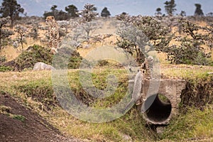 Cheetah cubs play around pipe near mother