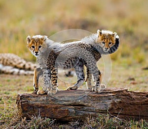 Cheetah cubs play with each other in the savannah. Kenya. Tanzania. Africa. National Park. Serengeti. Maasai Mara.