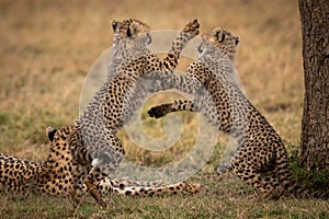 Cheetah cubs play fight on hind legs