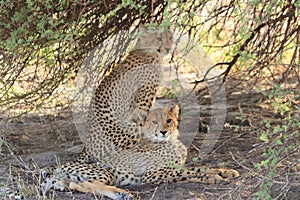 Cheetah cubs resting kalahari desert