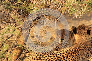 Cheetah cubs resting kalahari desert