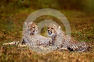 Cheetah cubs, Serengeti