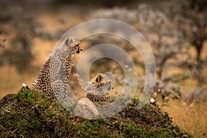 Cheetah cubs sit and lie on mound