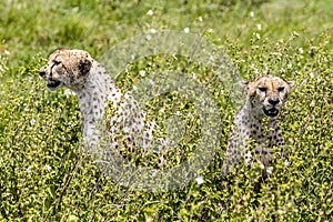 Cheetah cubs in tall grass, with their faces gazing outwards