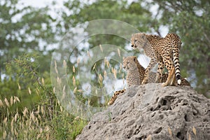 Cheetah cubs on a termite mound