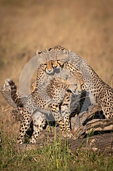 Cheetah cubs watch another stand on log