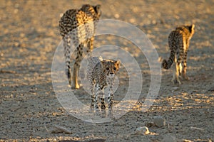 Cheetah cubs in the wilderness