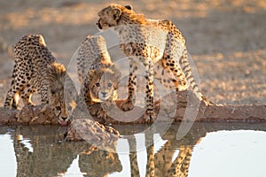 Cheetah cubs in the wilderness