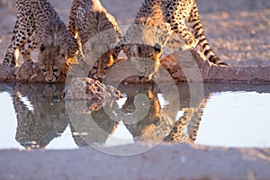 Cheetah cubs in the wilderness