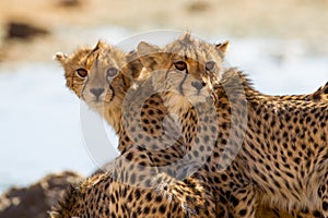 Cheetah cubs in the wilderness