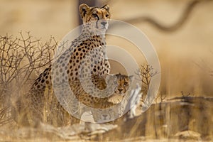 Cheetah cubs in the wilderness